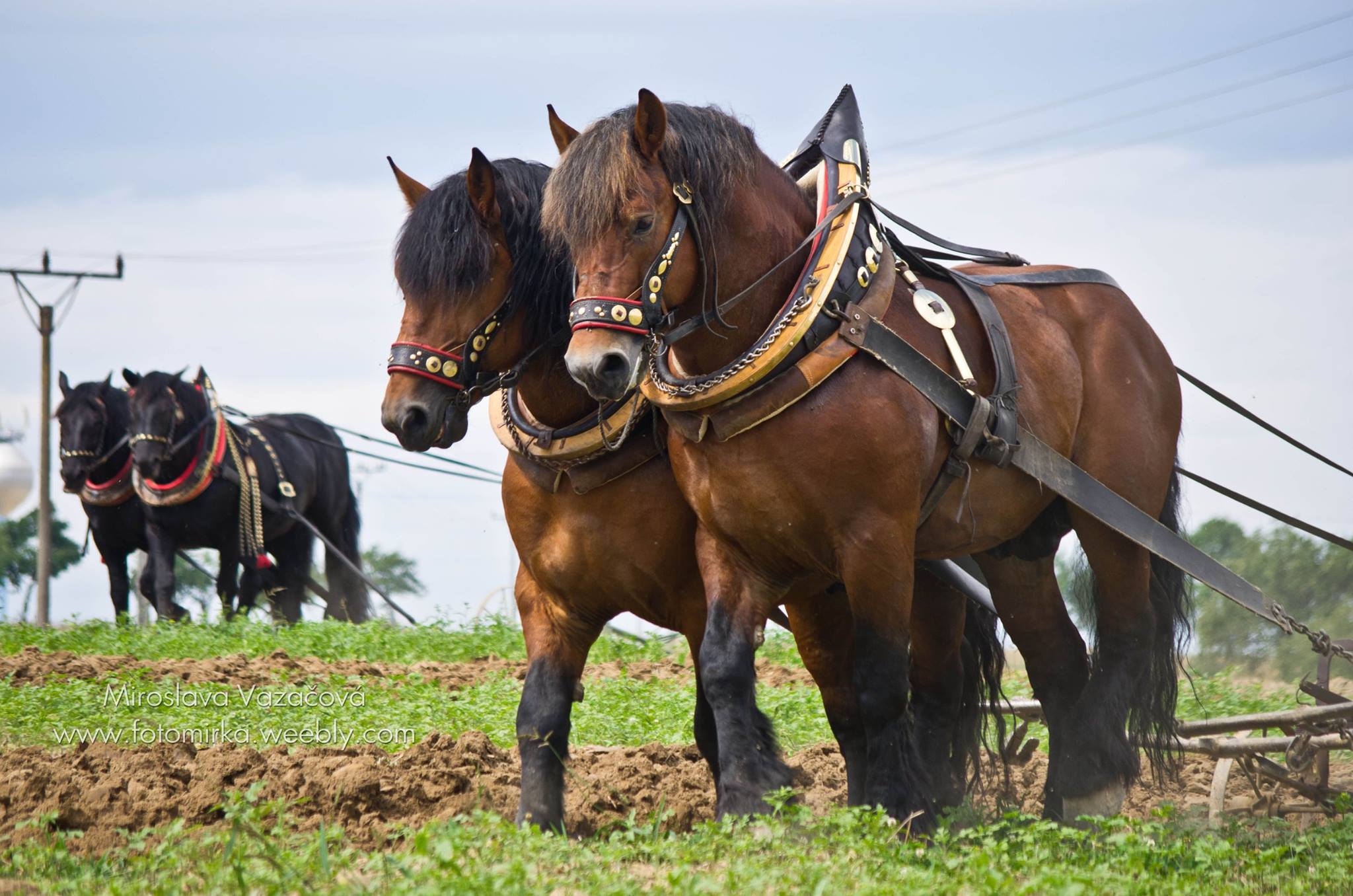 Ardene Horse